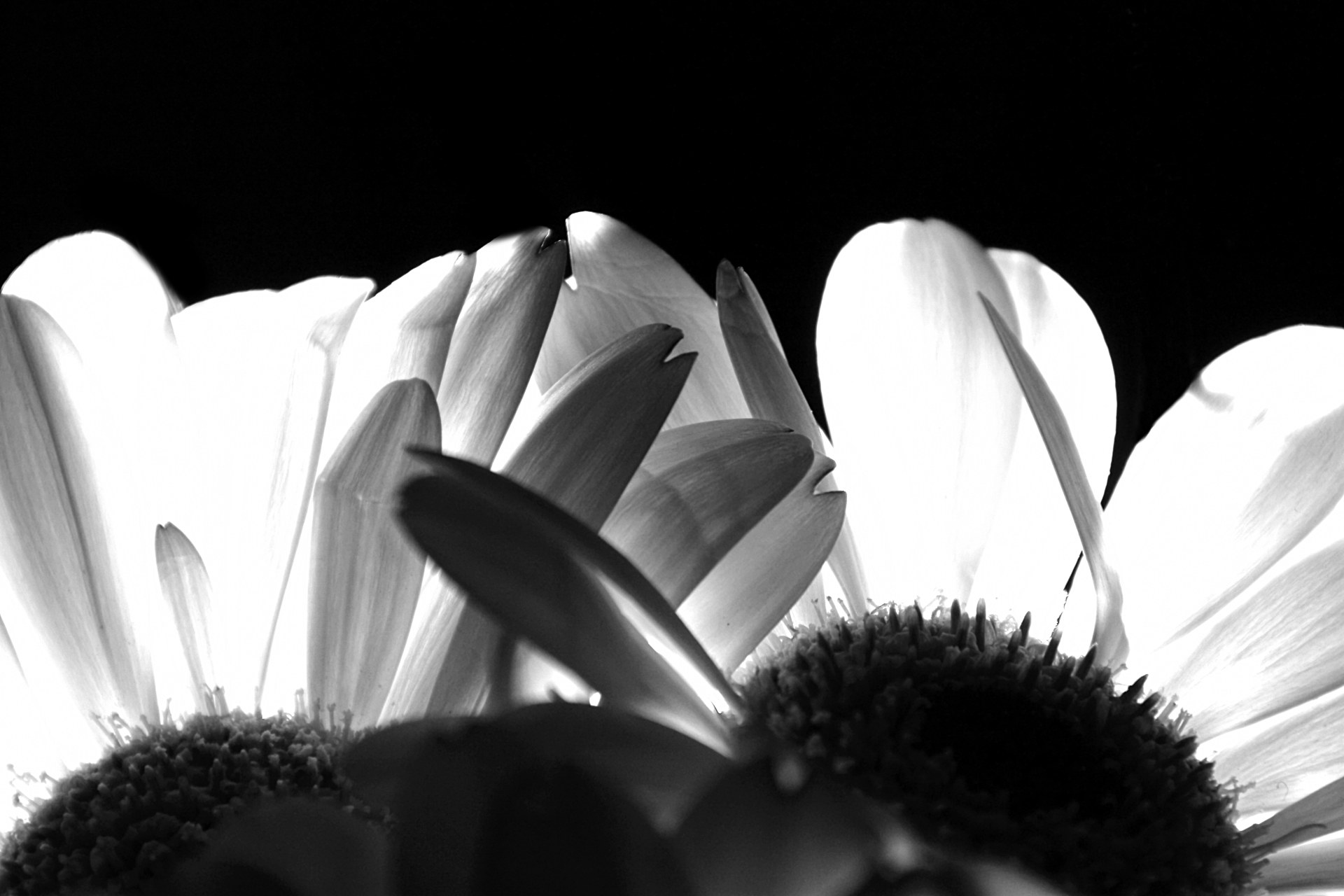 Blüten